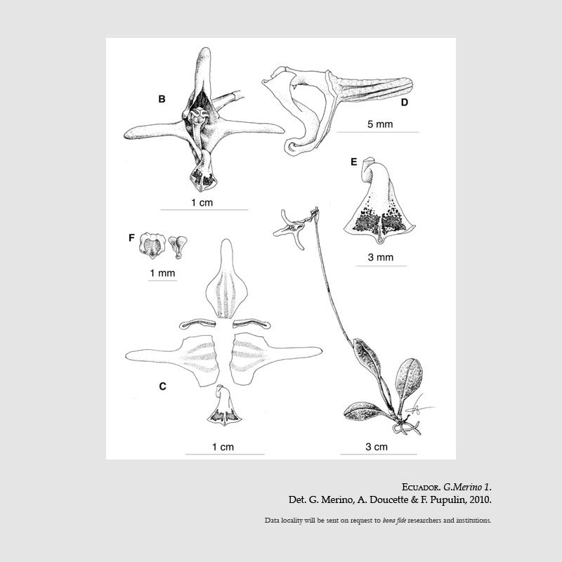 Porroglossum miguelangelii