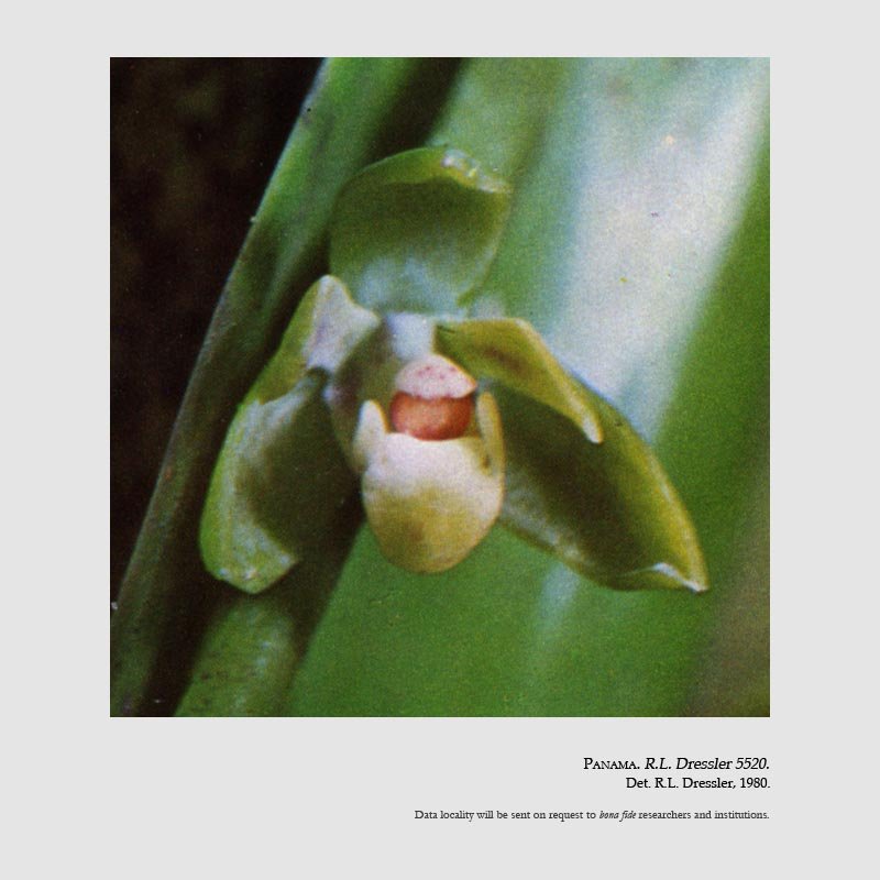 Prosthechea fortunae