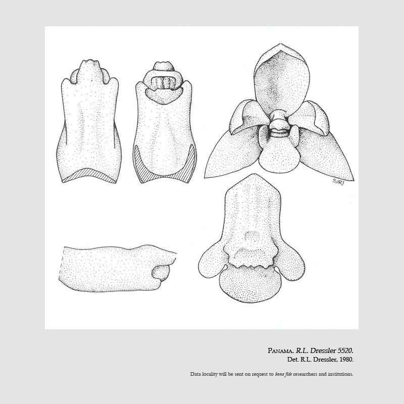 Prosthechea fortunae