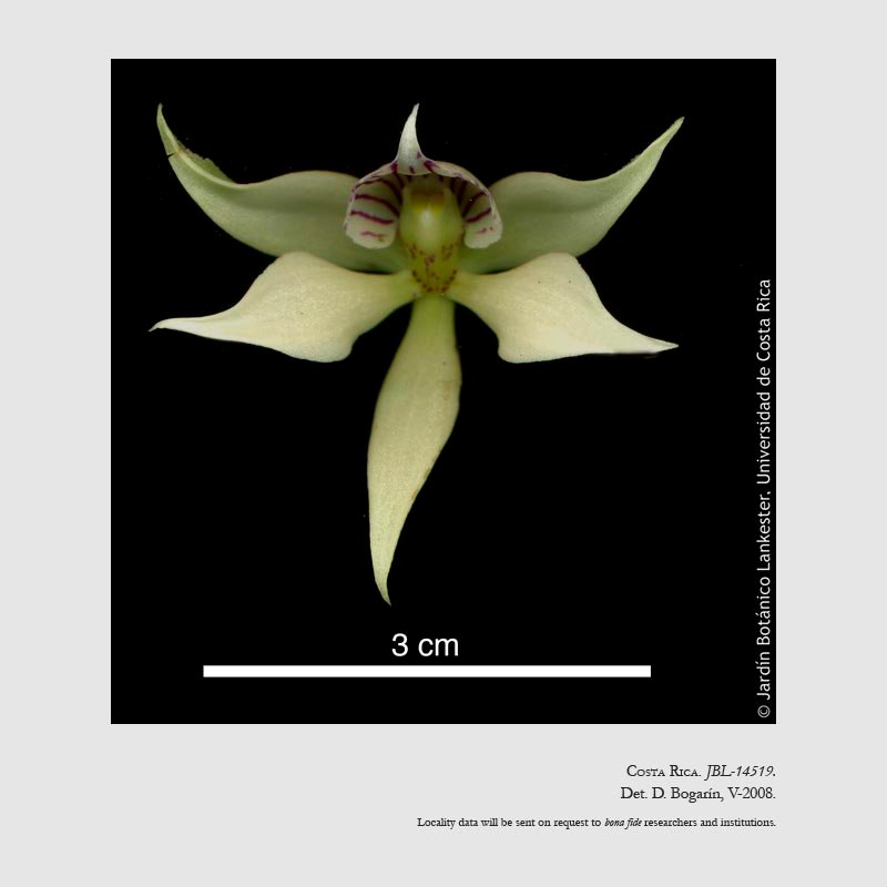 Prosthechea fragrans