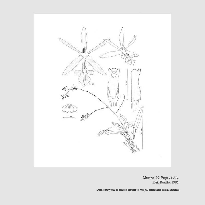 Prosthechea rhombilabia