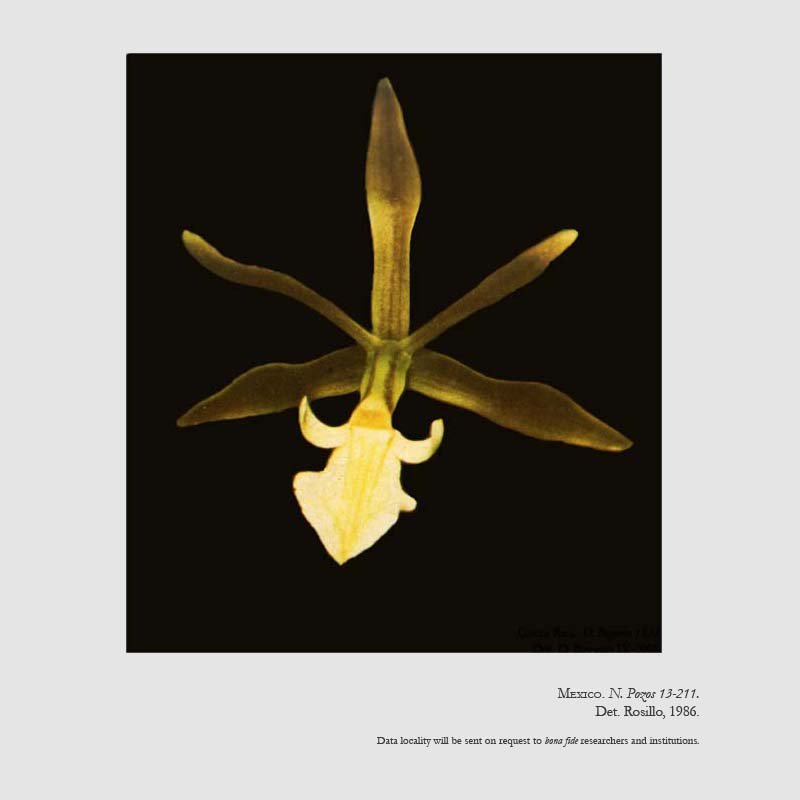 Prosthechea rhombilabia