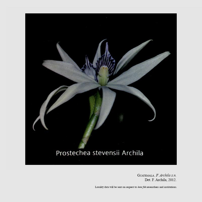 Prosthechea stevensii