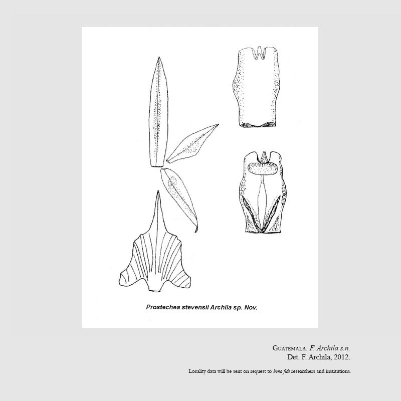 Prosthechea stevensii