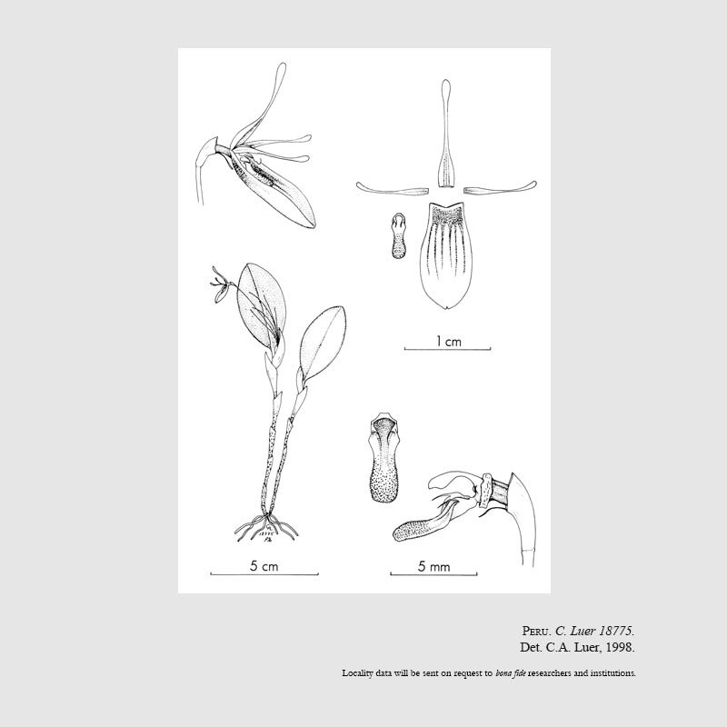 Restrepia piperitosa