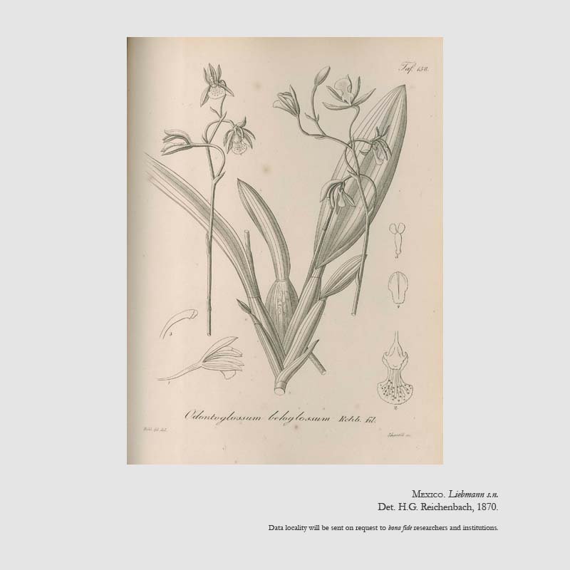 Rhynchostele beloglossa