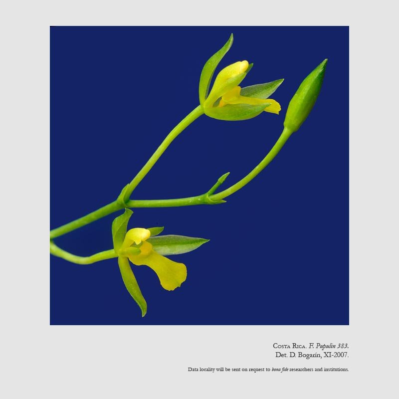 Rhynchostele beloglossa