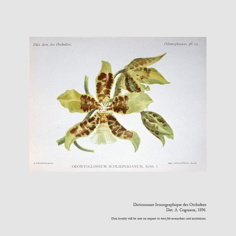 Rossioglossum schlieperianum