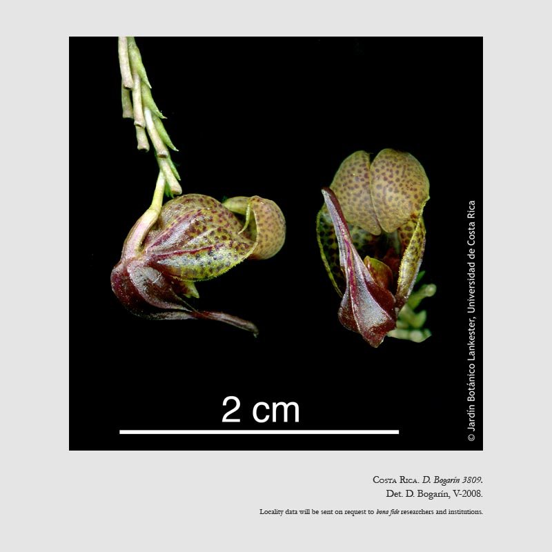 Scaphosepalum anchoriferum 