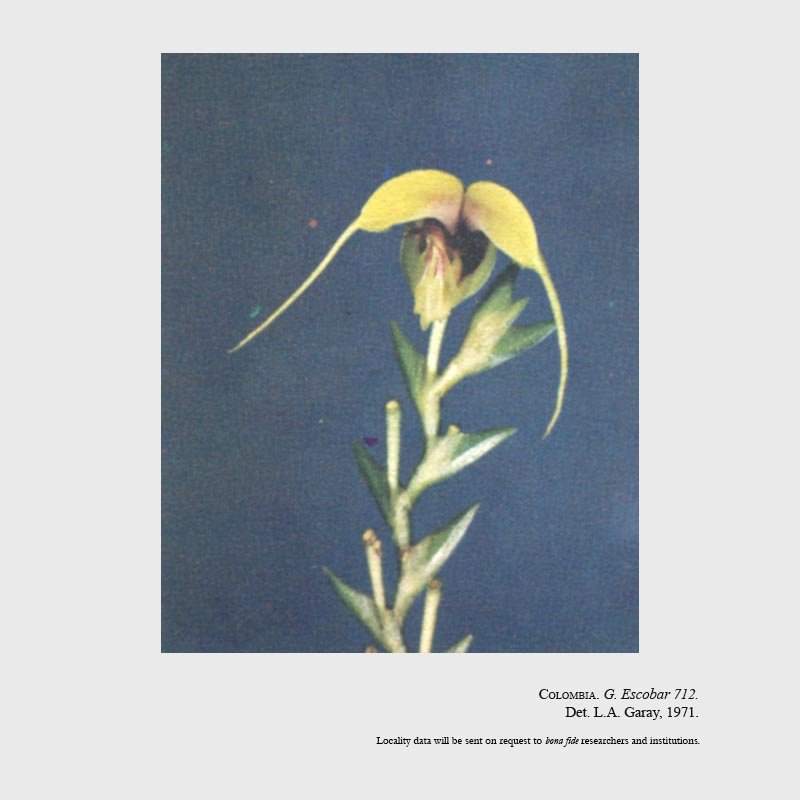Scaphosepalum escobarianum