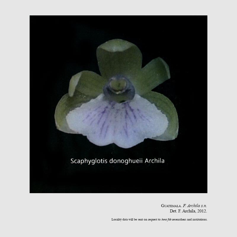 Scaphyglottis donoghueii