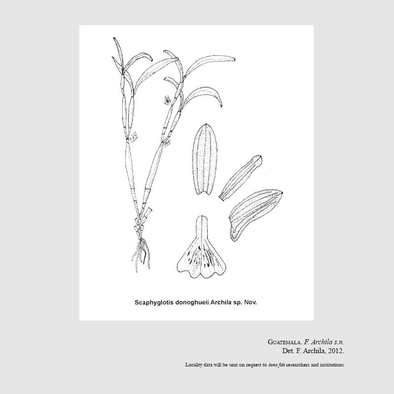 Scaphyglottis donoghueii