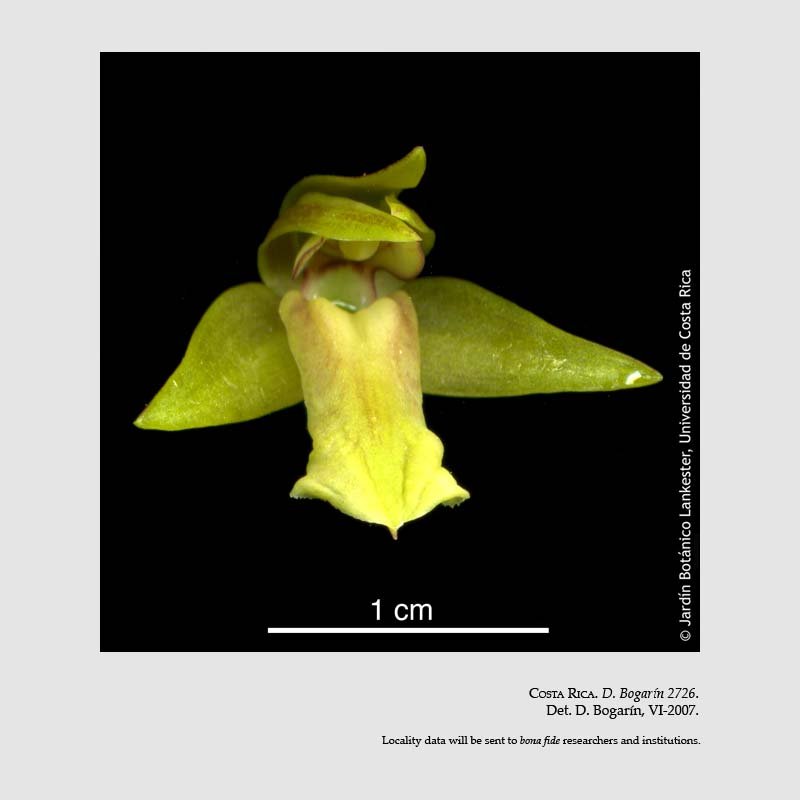 Scaphyglottis corallorrhiza