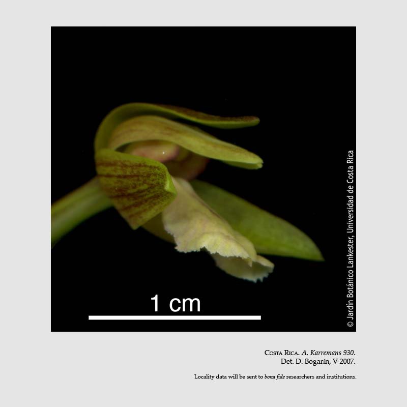 Scaphyglottis corallorrhiza