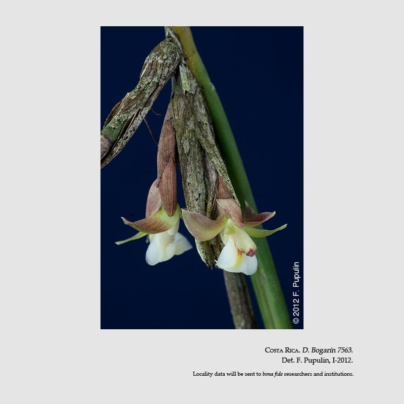 Scaphyglottis reflexa