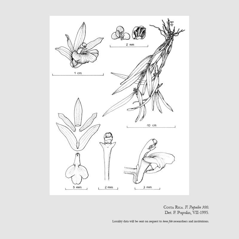 Scaphyglottis stellata