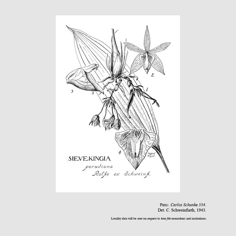 Sievekingia peruviana