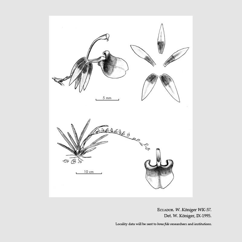 Sigmatostalix marinii