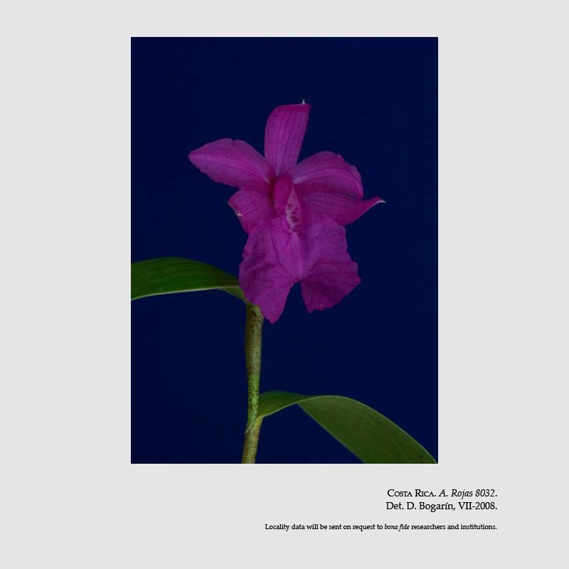 Sobralia amabilis