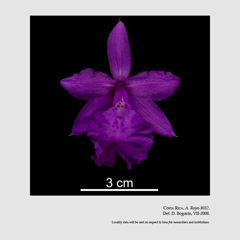 Sobralia amabilis