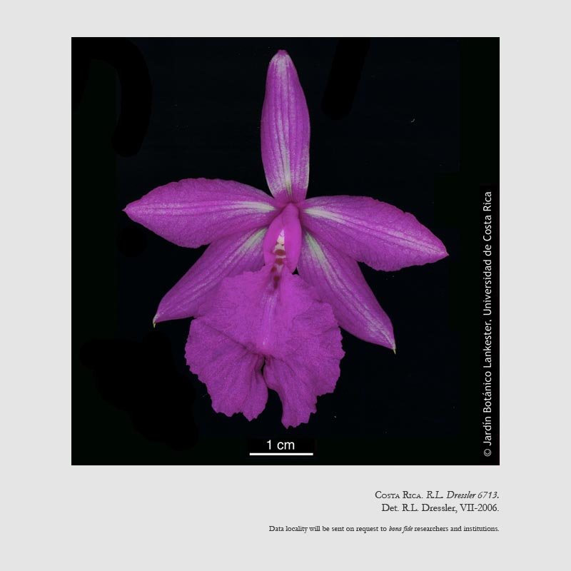 Sobralia amabilis