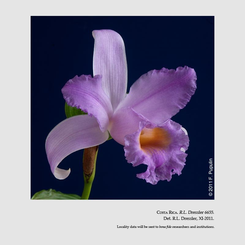 Sobralia bradeorum