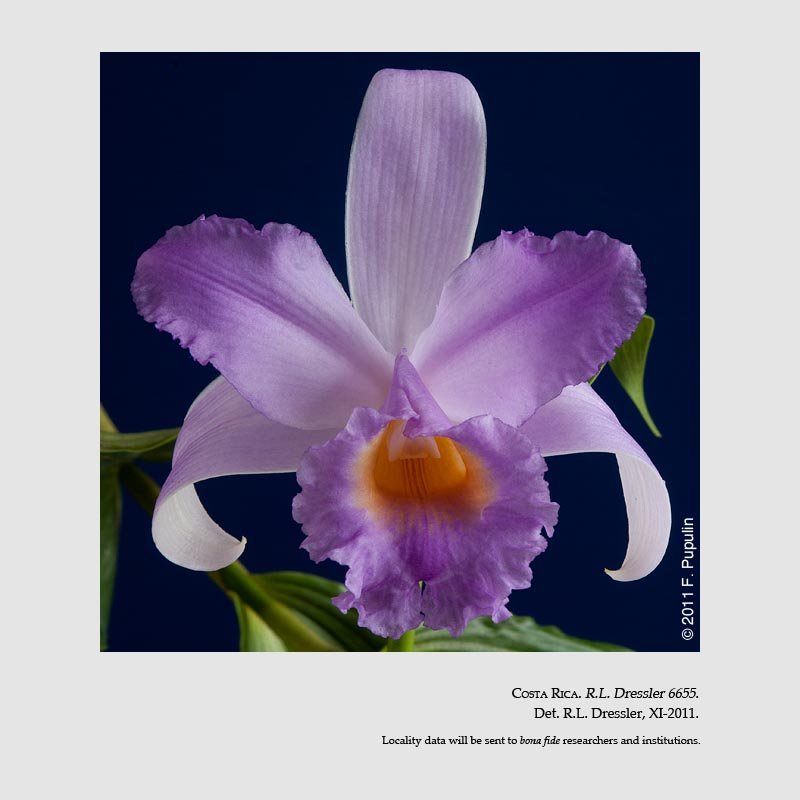 Sobralia bradeorum