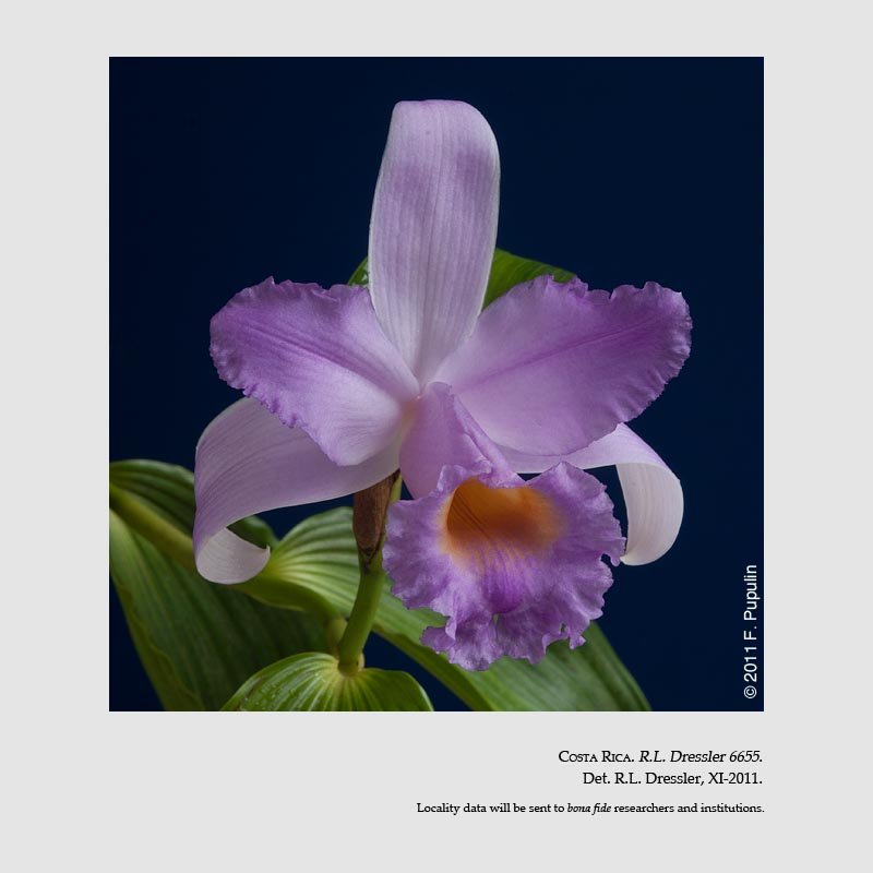Sobralia bradeorum