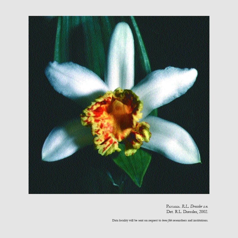 Sobralia crispissima