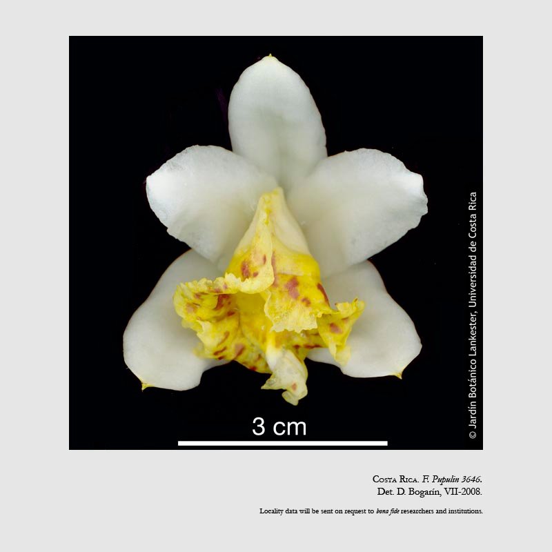 Sobralia crispissima