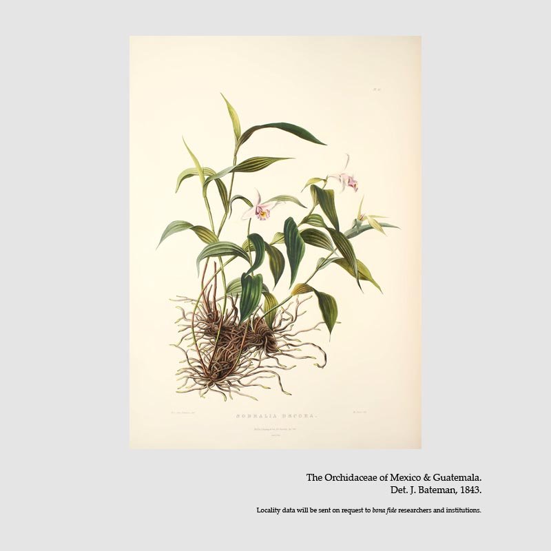 Sobralia decora