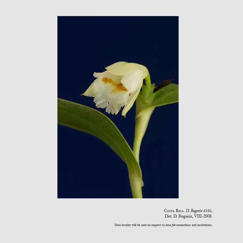 Sobralia doremiliae
