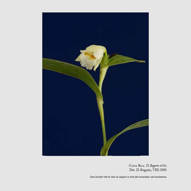 Sobralia doremiliae