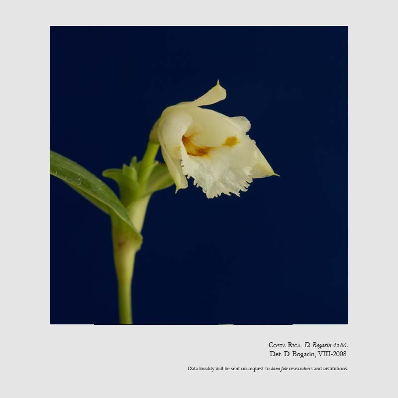 Sobralia doremiliae