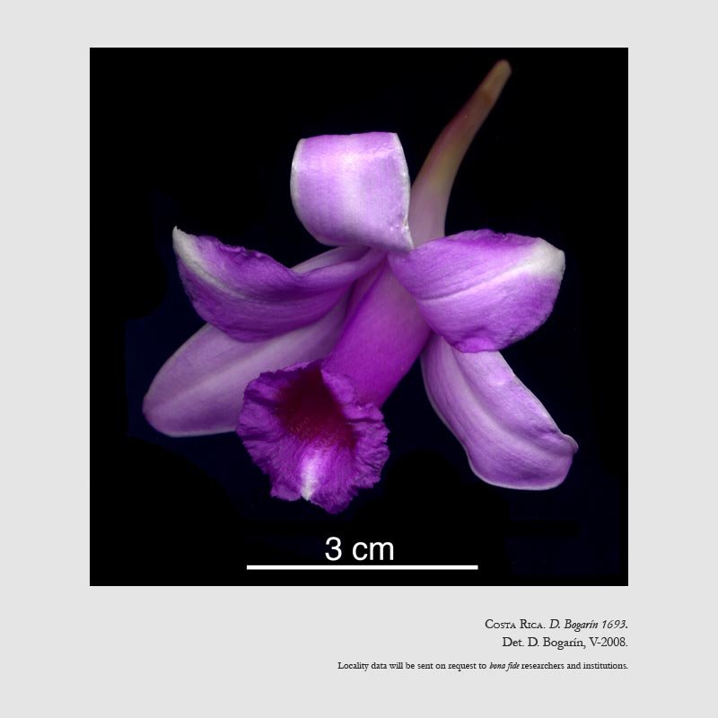 Sobralia fenzliana