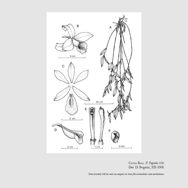 Sobralia fenzliana