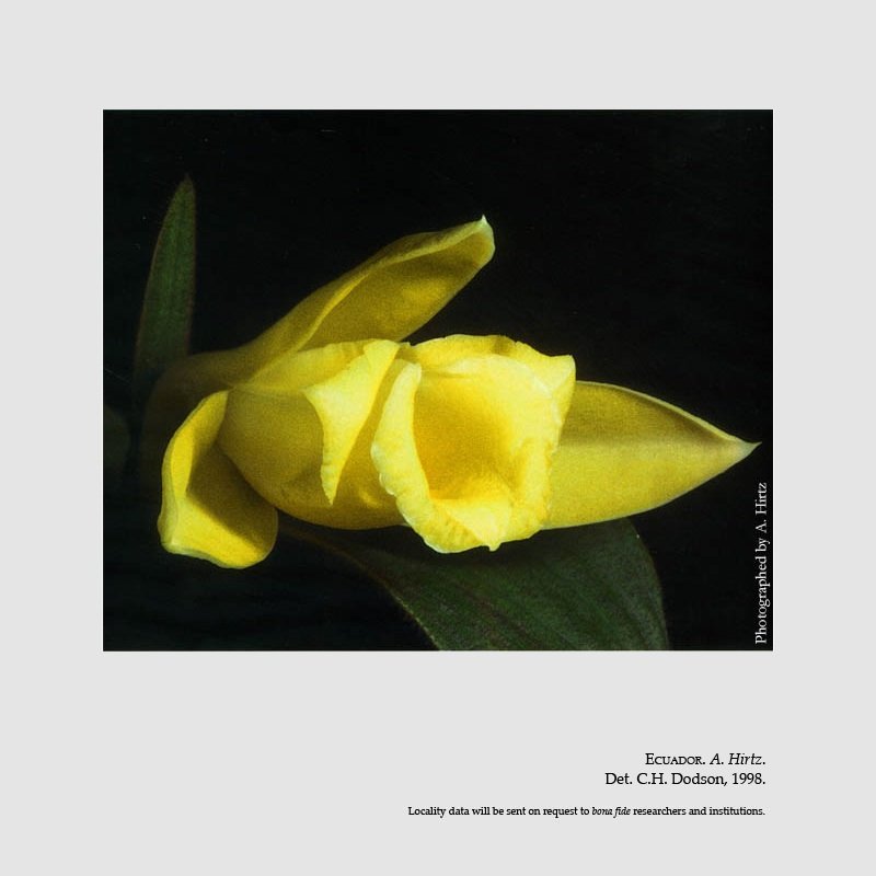 Sobralia hagsateri