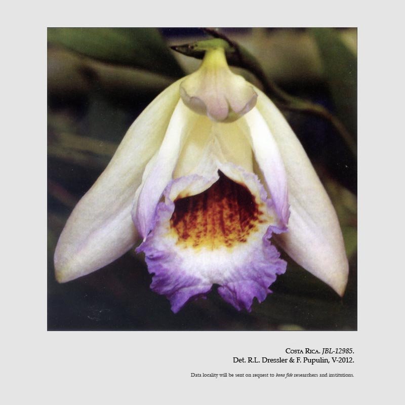 Sobralia macra