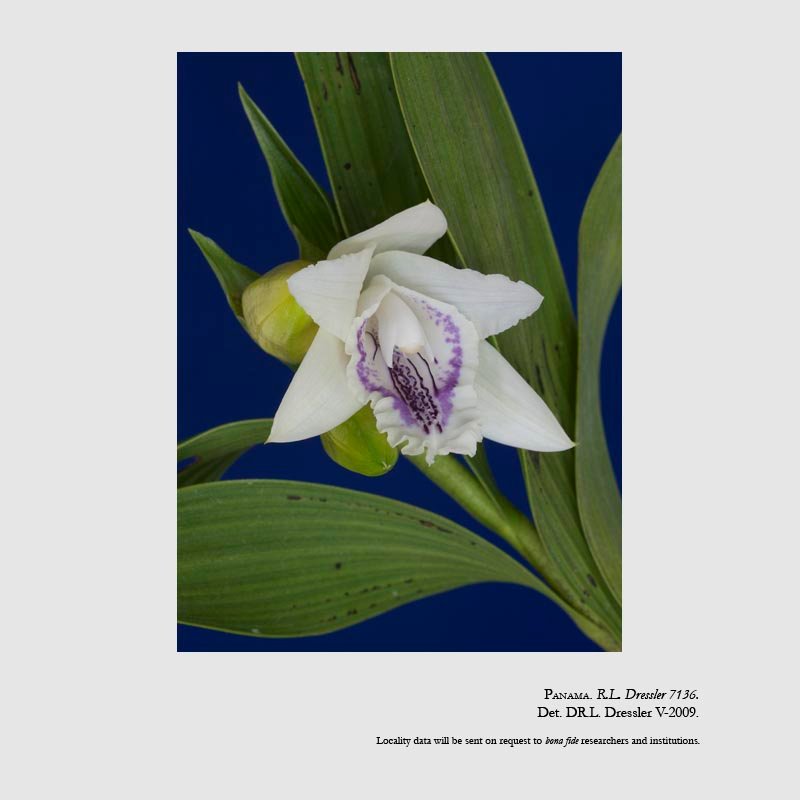 Sobralia maduroi