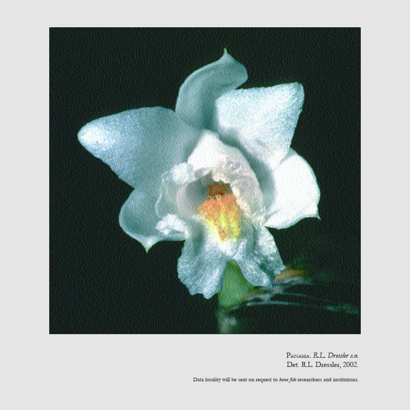 Sobralia marianneae