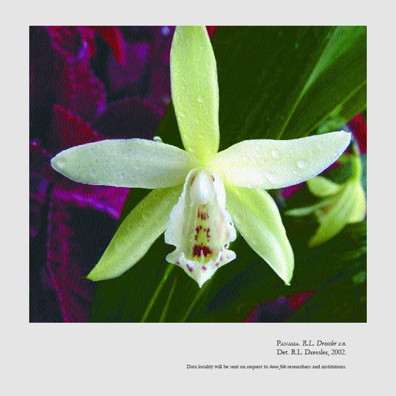 Sobralia nutans