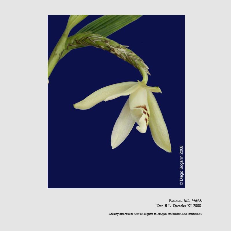 Sobralia nutans