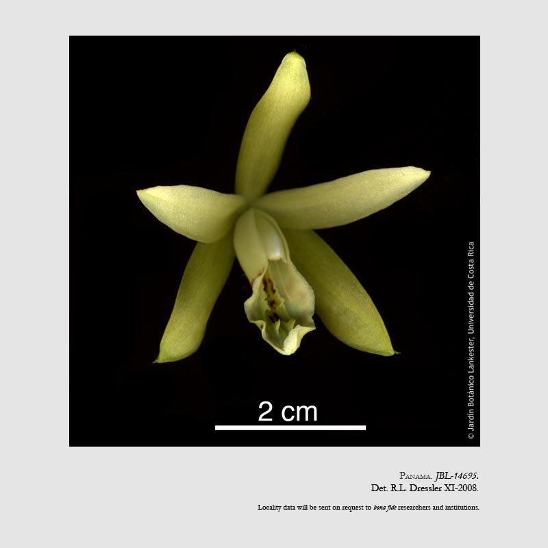 Sobralia nutans