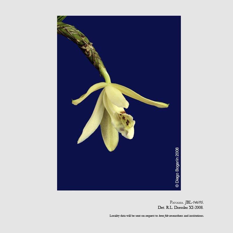 Sobralia nutans