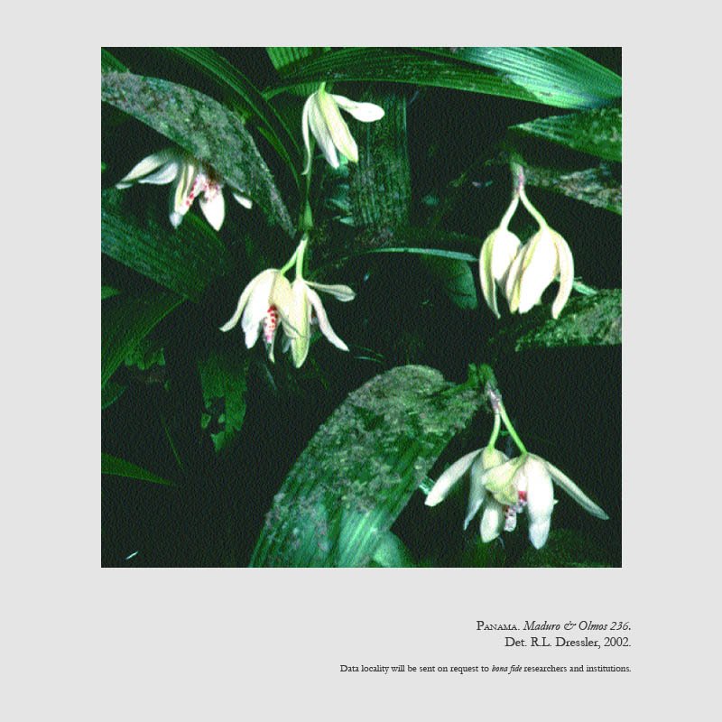 Sobralia nutans