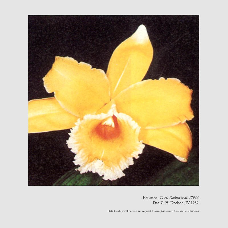 Sobralia oroana