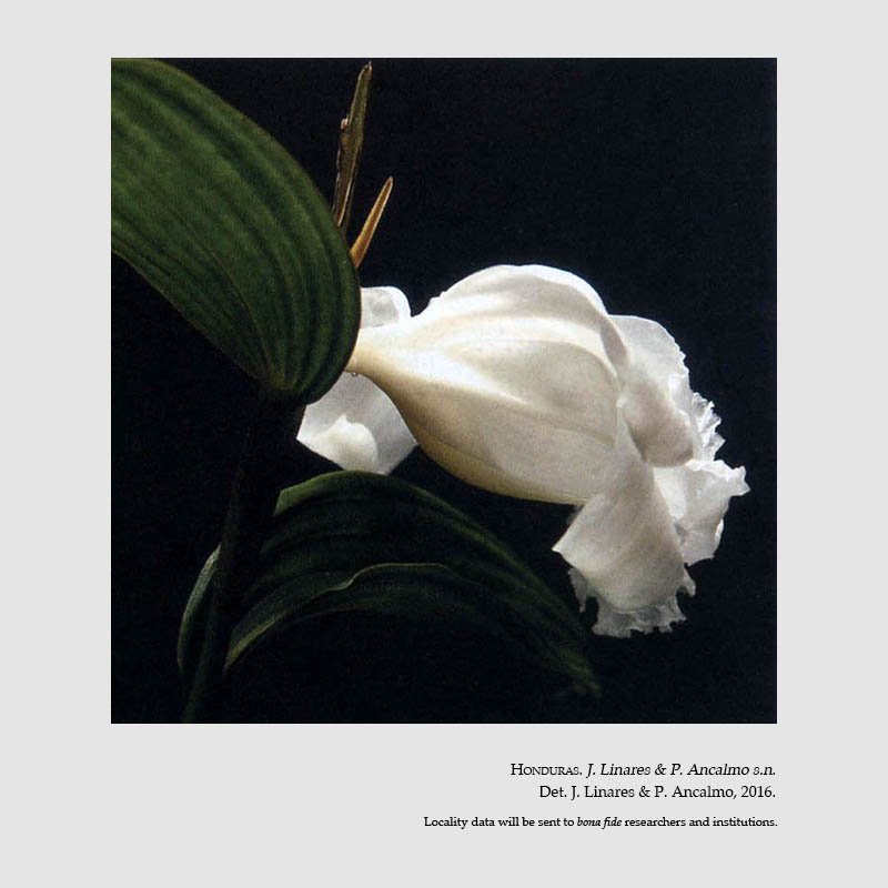 Sobralia yaninae