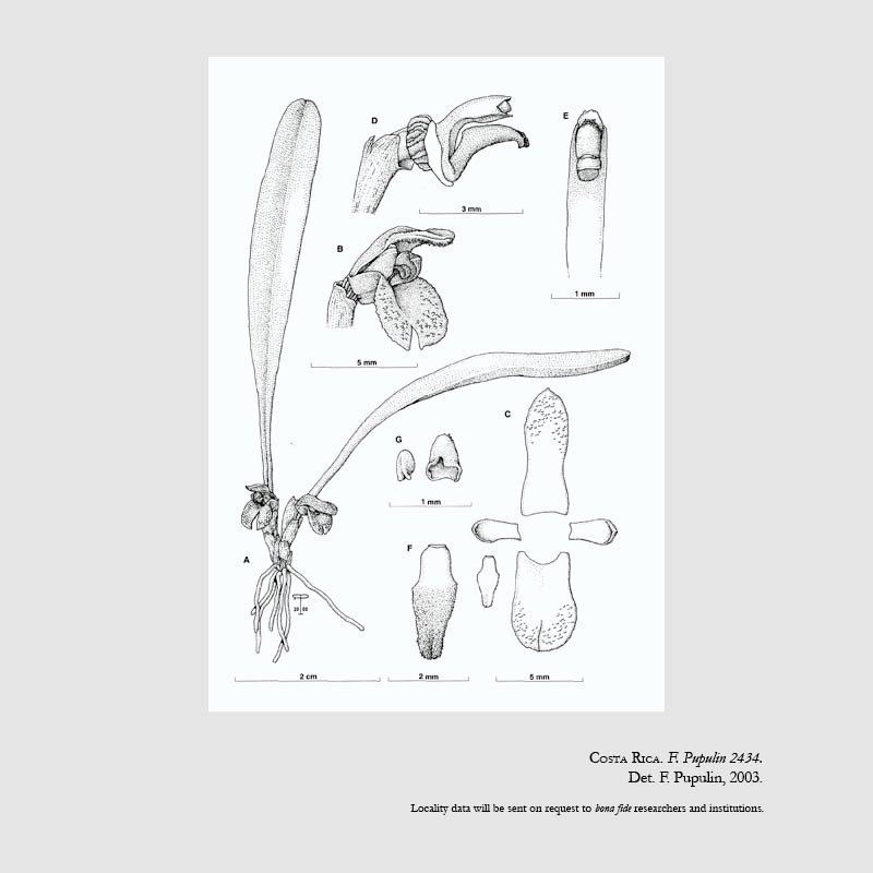 Specklinia blancoi