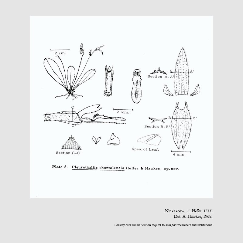 Specklinia chontalensis