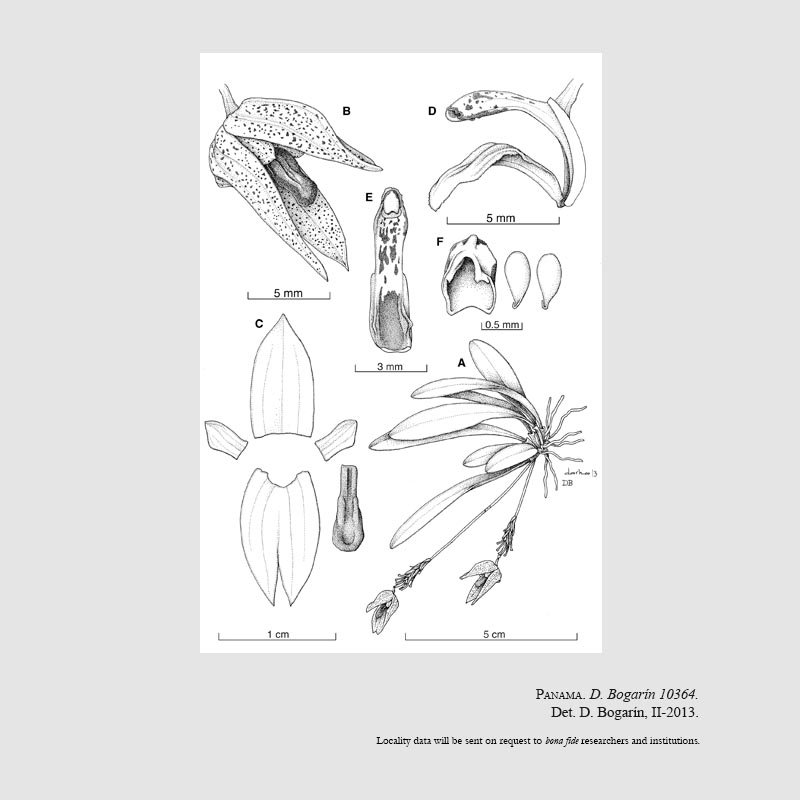 Specklinia condylata